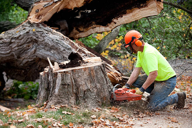 How Our Tree Care Process Works  in  Elburn, IL