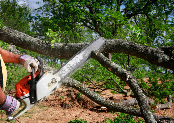 Best Commercial Tree Services  in Elburn, IL